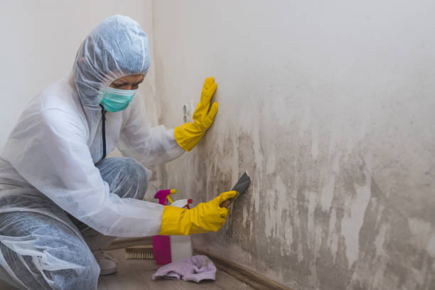 Best Industrial Mold Remediation in Lake Of The Woods, IL