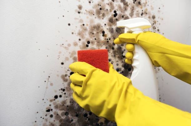Best Mold Remediation for Specific Building Types in Lake Of The Woods, IL